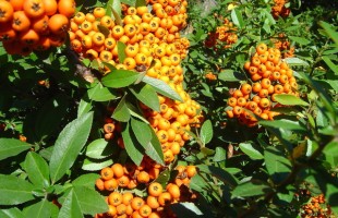 Budincă de cătină