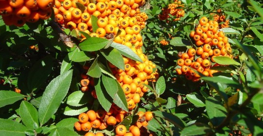 Budincă de cătină